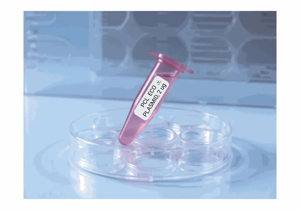 PCL  ECO PLASMID, 2 ug