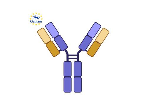 [GEN-PAB77963-1] Anti-APOC2 Antibody