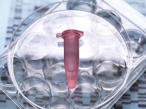 [GEN-BXP2100-CRE] pHTS-hygro-CRE