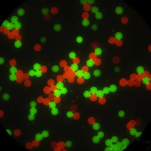 [ABPST-1-5000-Eu] Plain Time Resolved Fluorescent Europium Particles, 5 um